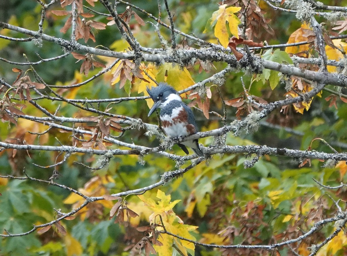 Belted Kingfisher - ML623927130