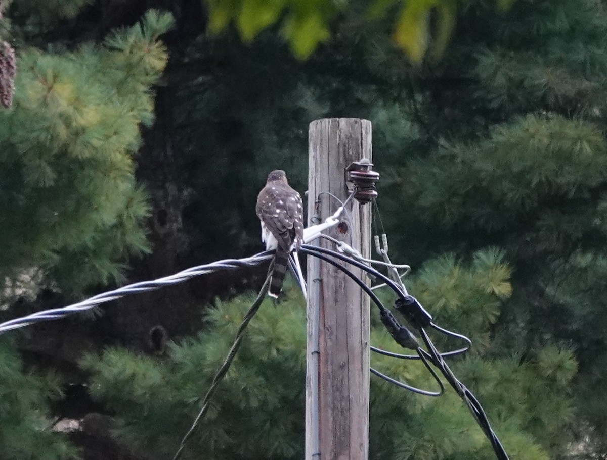 Cooper's Hawk - ML623927144