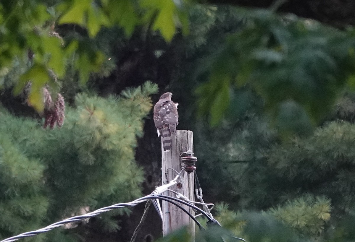 Cooper's Hawk - ML623927145