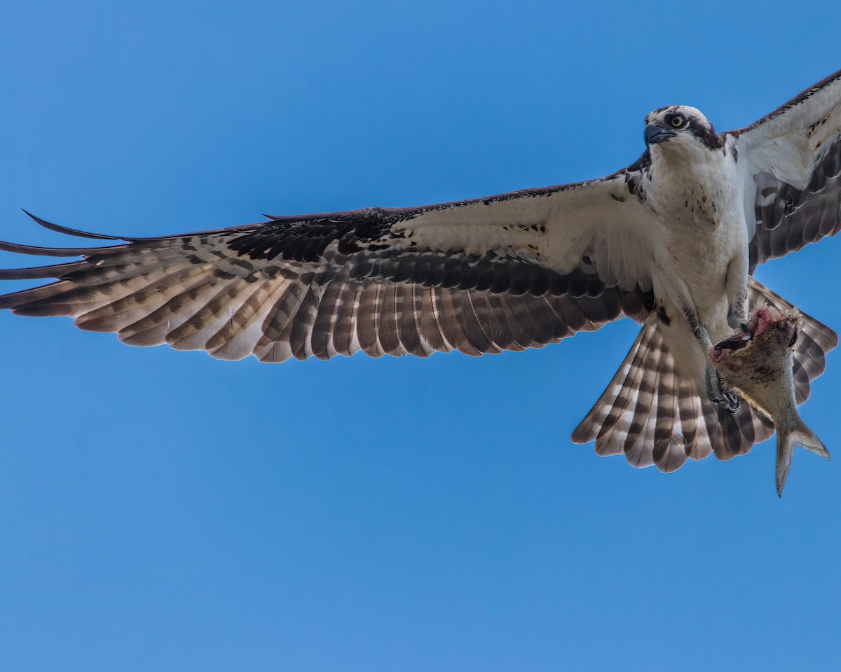 Osprey - ML623927169