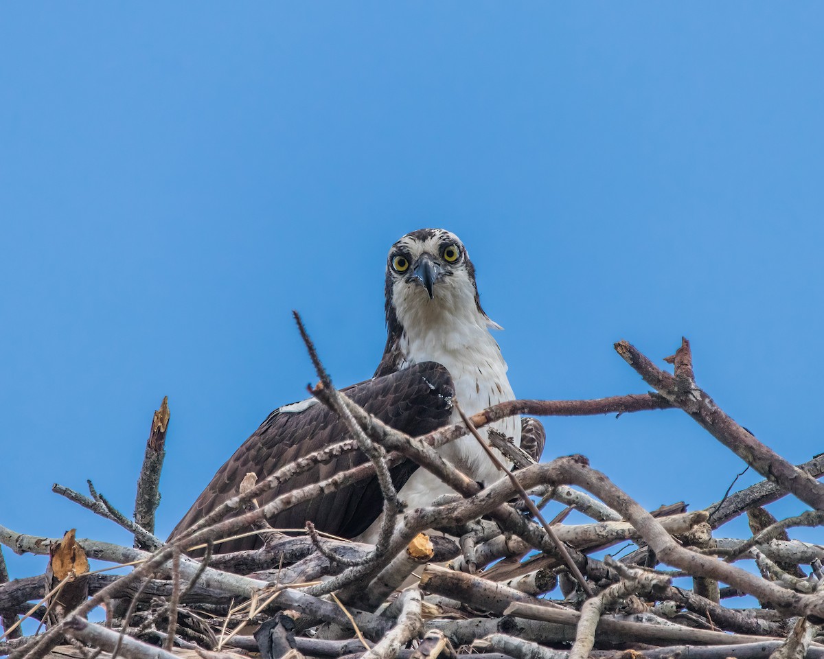 Osprey - ML623927170