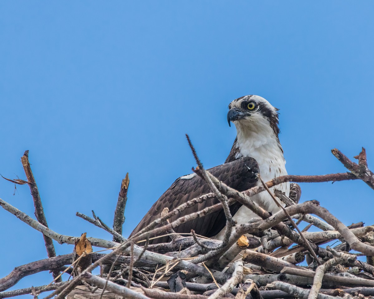 Osprey - ML623927171