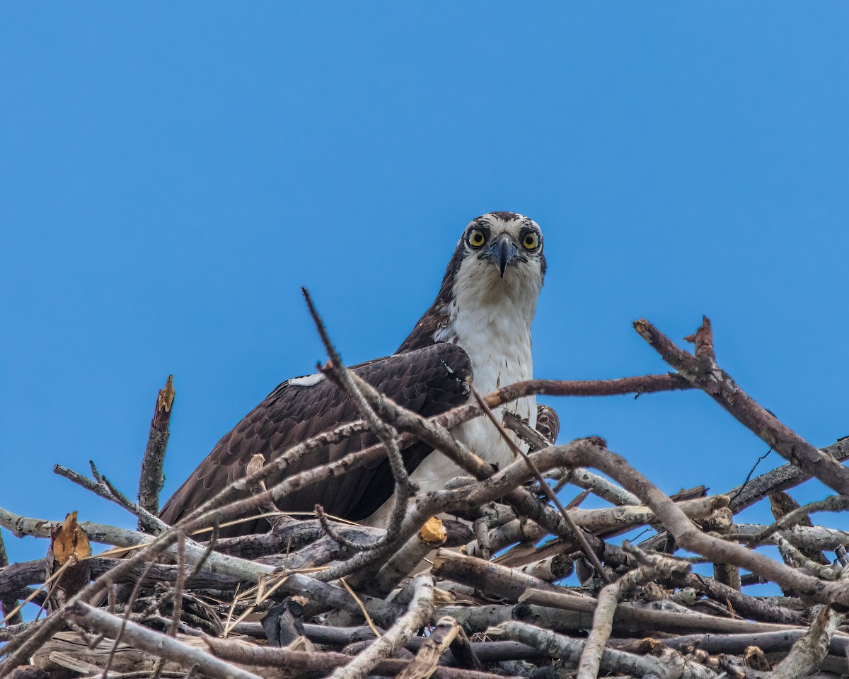 Osprey - ML623927172