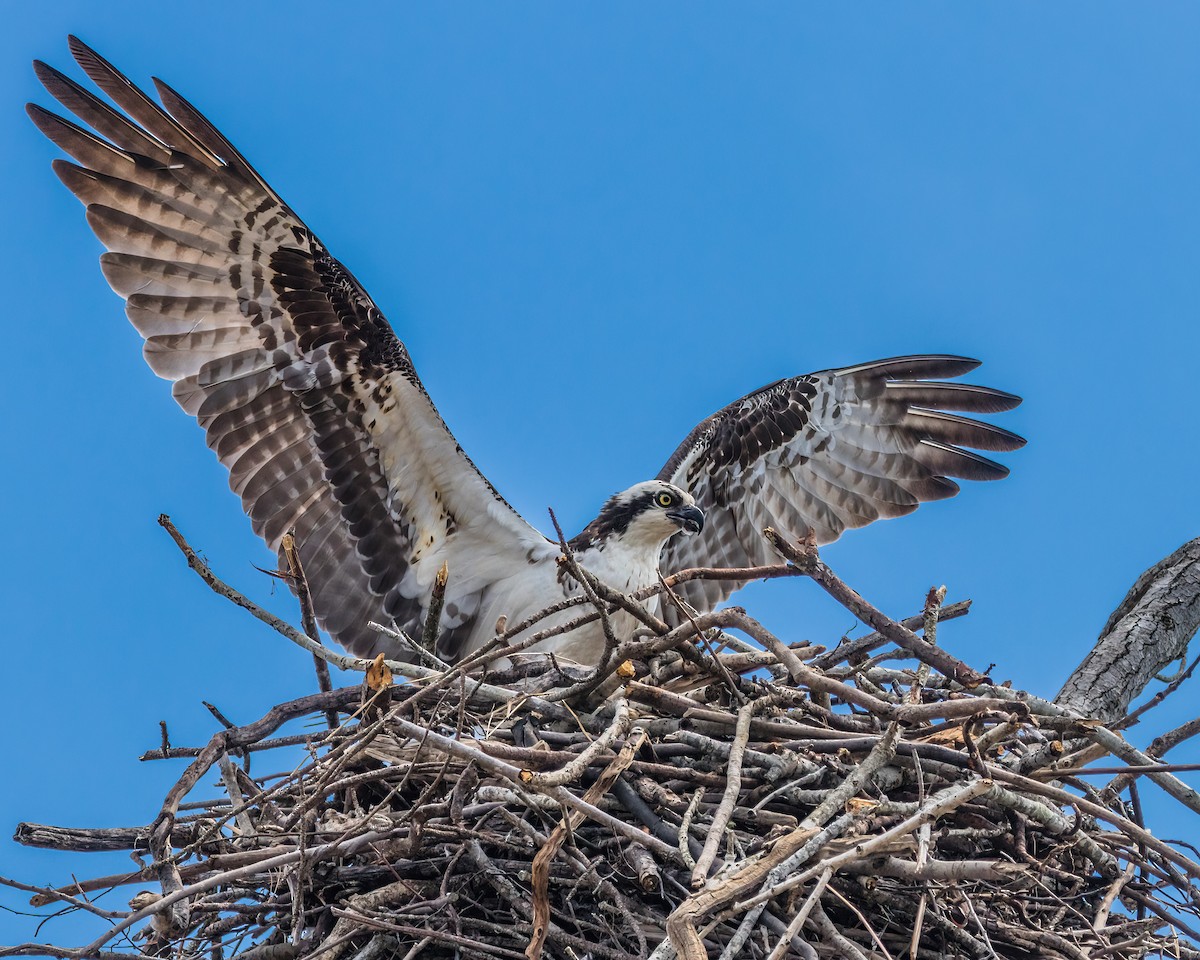 Osprey - ML623927173