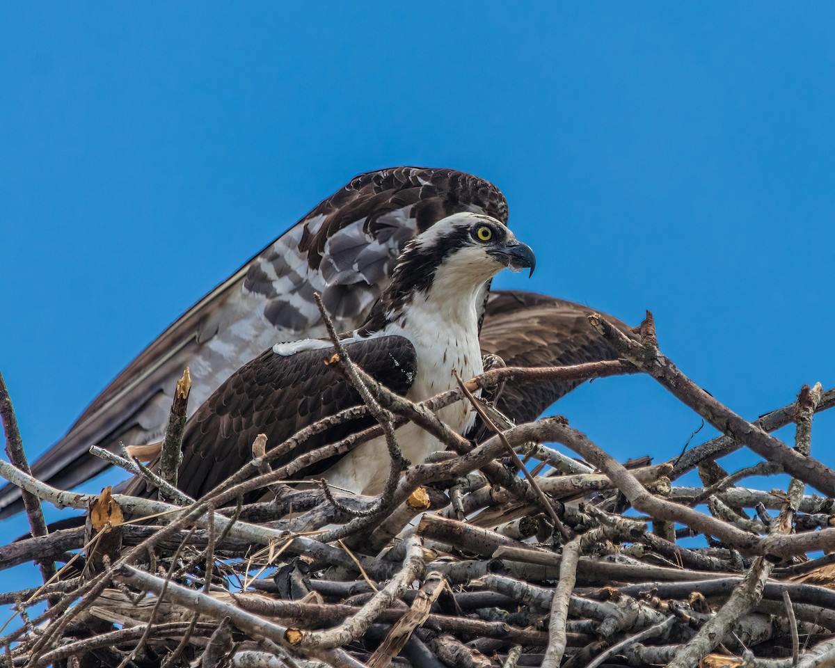 Osprey - Kimberlie Dewey