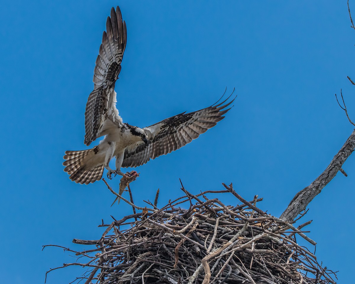 Osprey - ML623927175