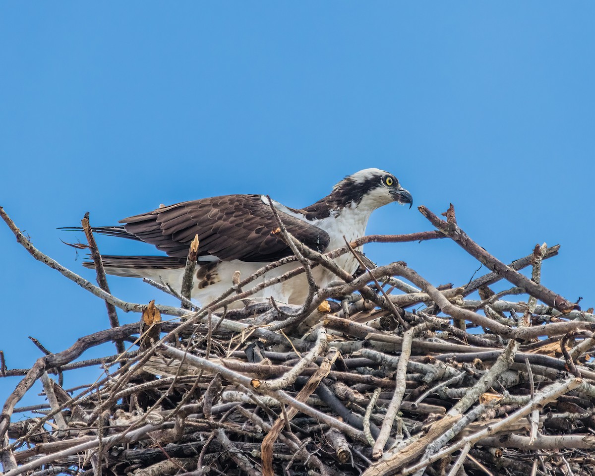 Osprey - ML623927176