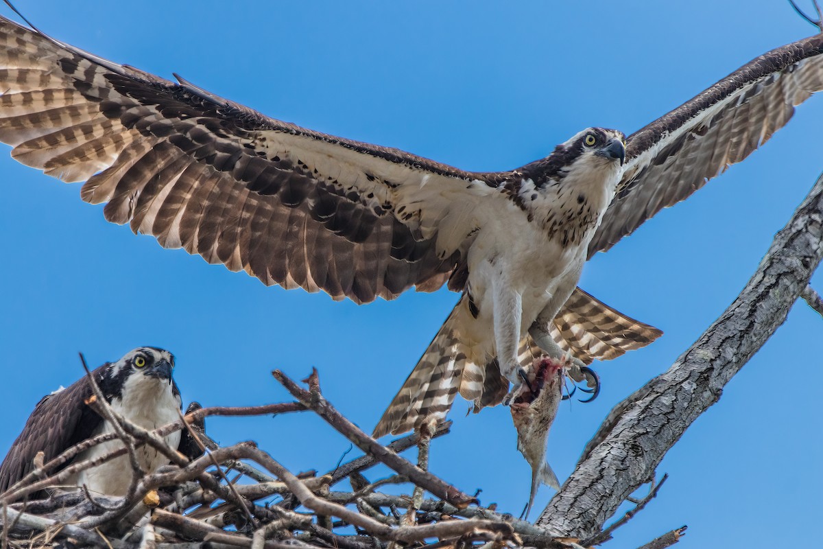 Osprey - ML623927177