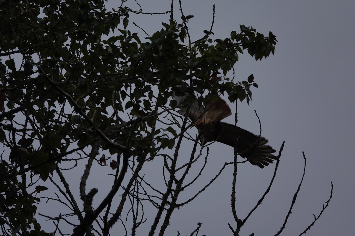 Red-tailed Hawk - ML623927184