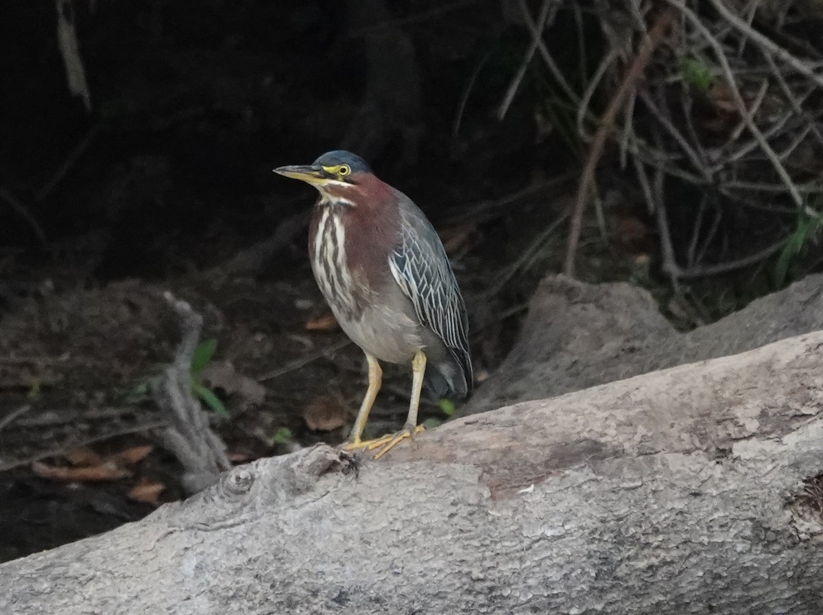 Green Heron - ML623927200