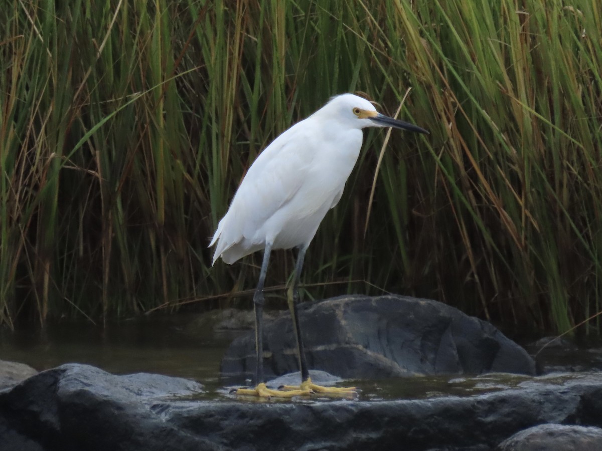 Snowy Egret - ML623927201