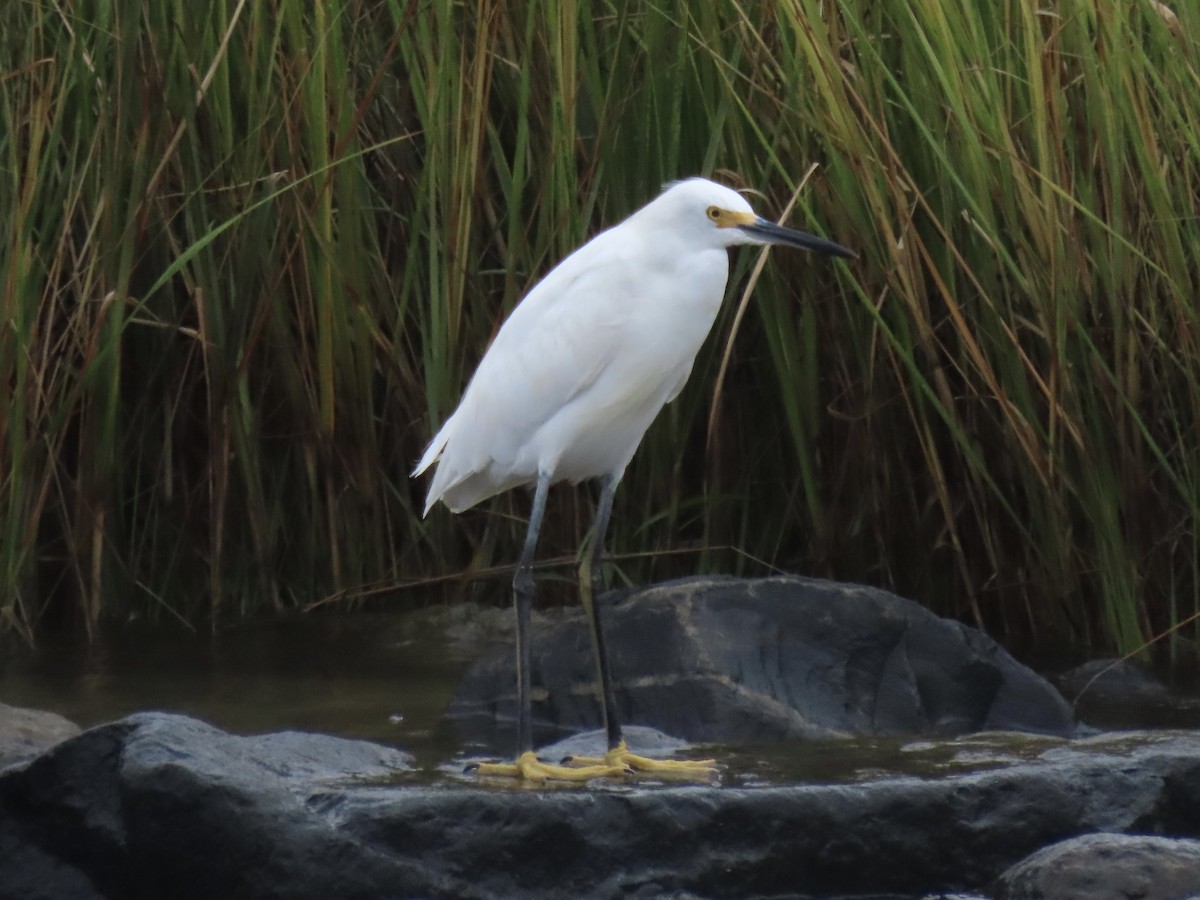 Snowy Egret - ML623927202