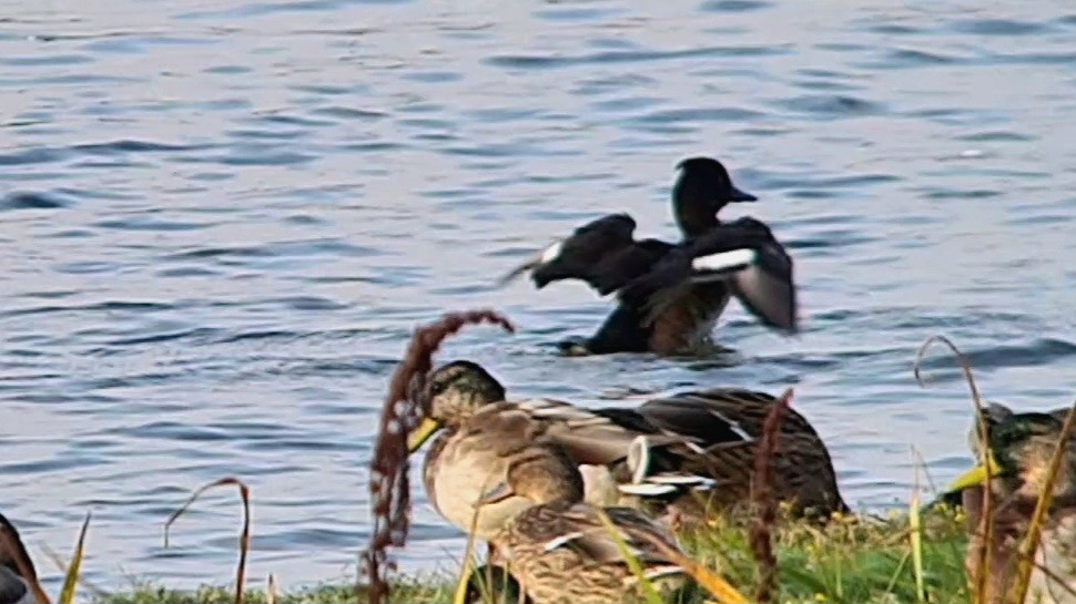 Tufted Duck - ML623927204