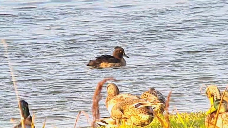 Tufted Duck - ML623927205