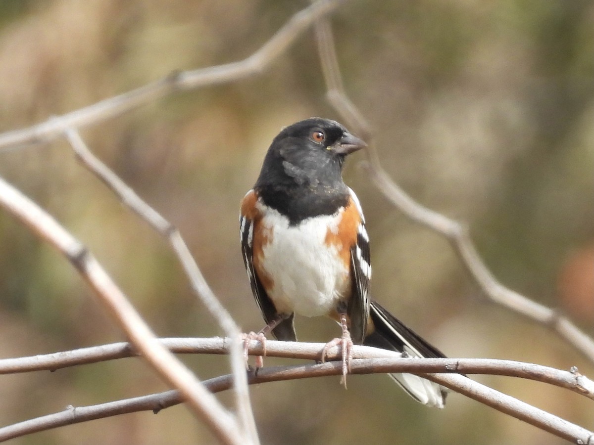 Spotted Towhee - ML623927219