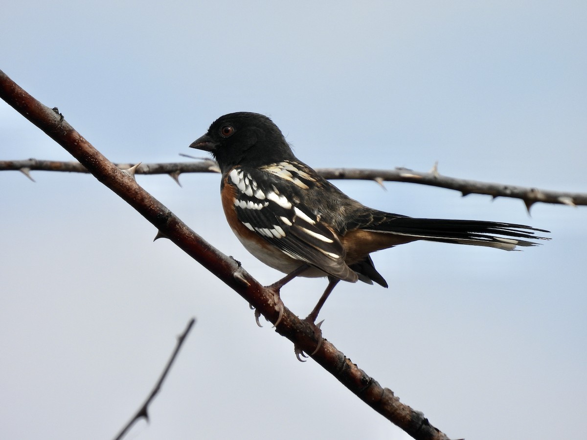 Spotted Towhee - ML623927220