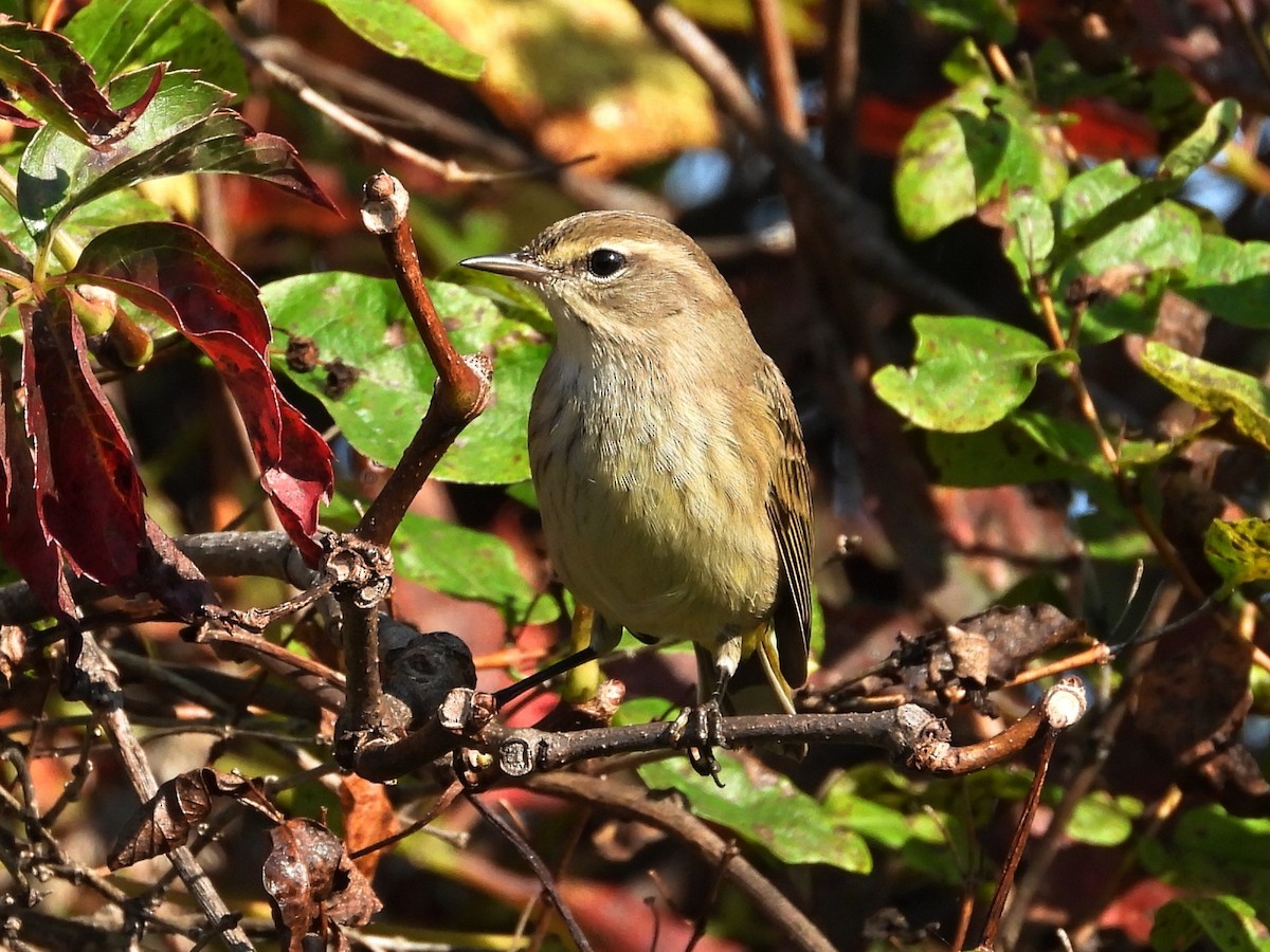 Palm Warbler - Don McLeod