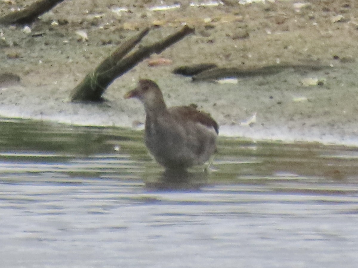 Common Gallinule (American) - ML623927241