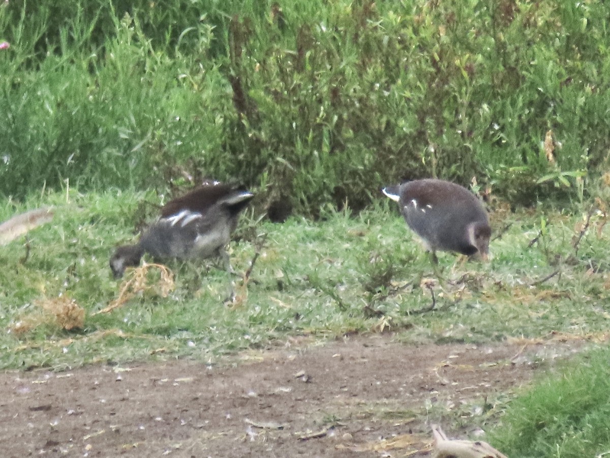 Common Gallinule (American) - ML623927242