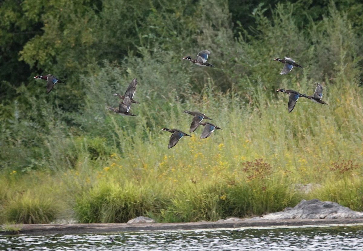 Wood Duck - ML623927245