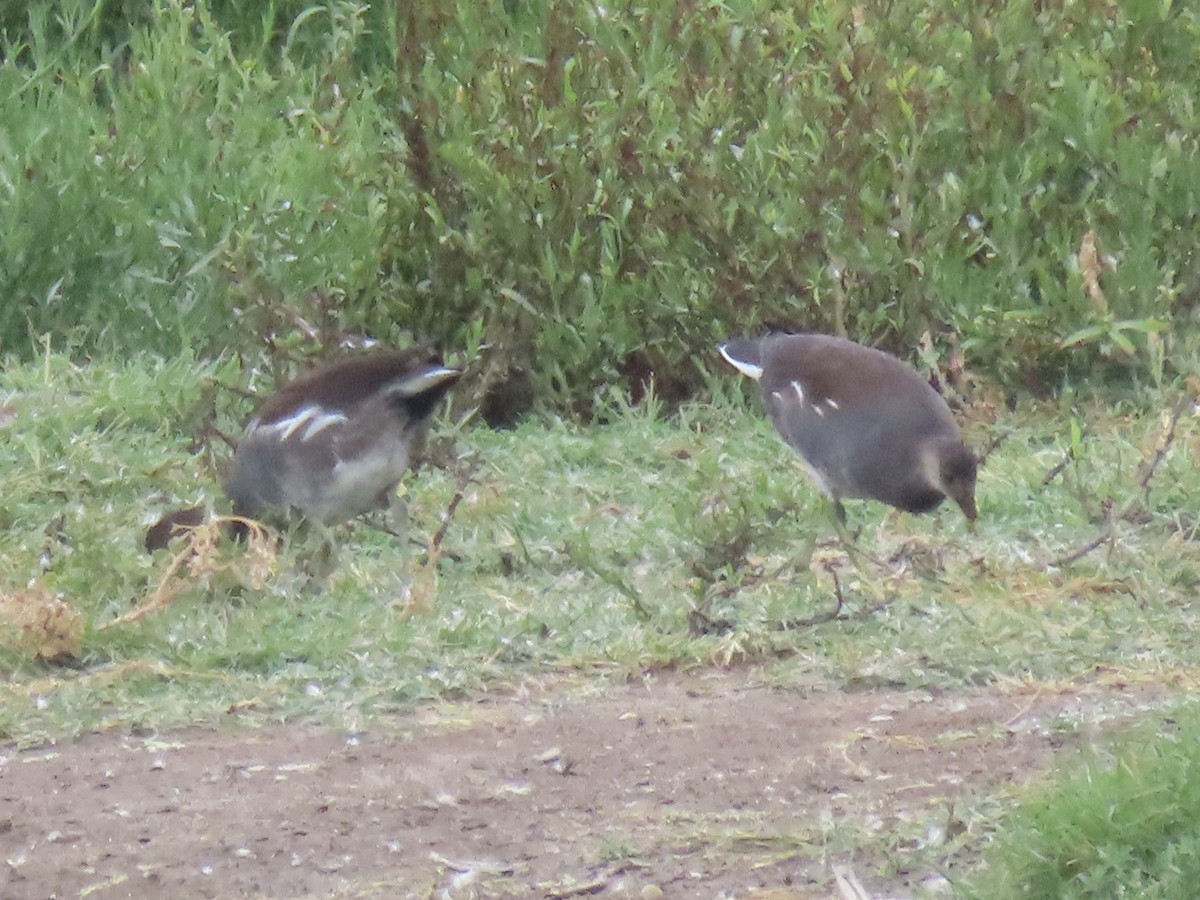 Common Gallinule (American) - ML623927249