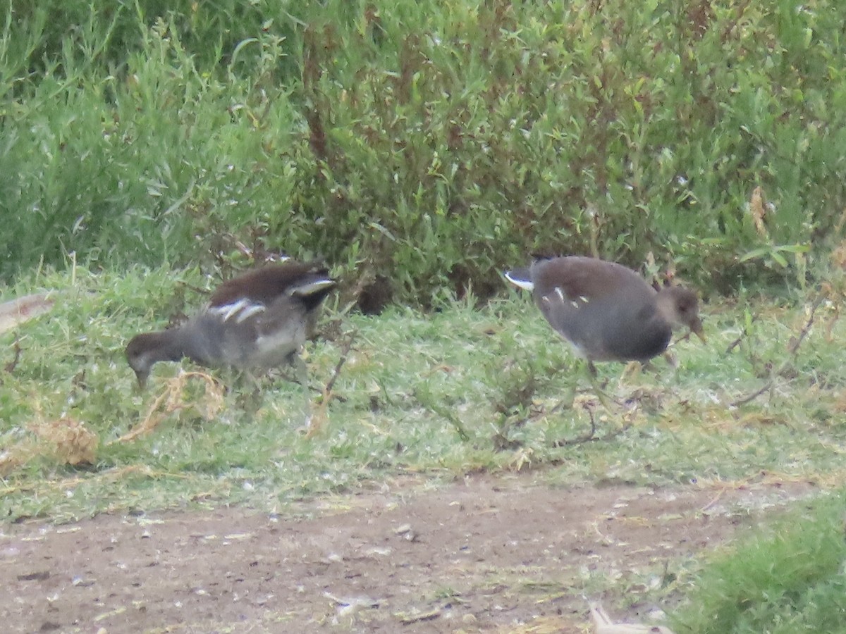 Common Gallinule (American) - ML623927250