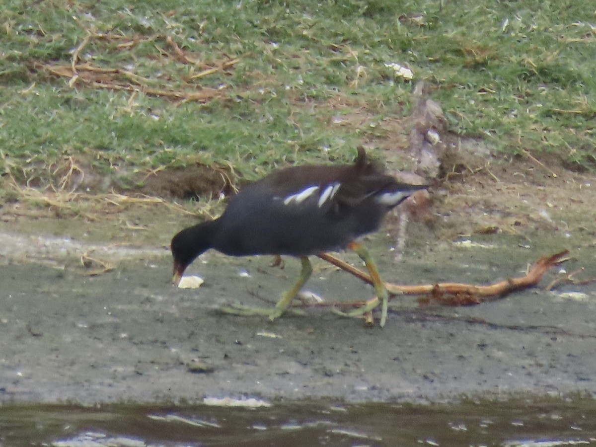 Common Gallinule (American) - ML623927251