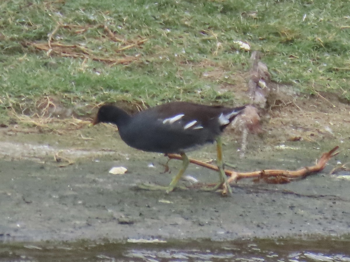 Common Gallinule (American) - ML623927252