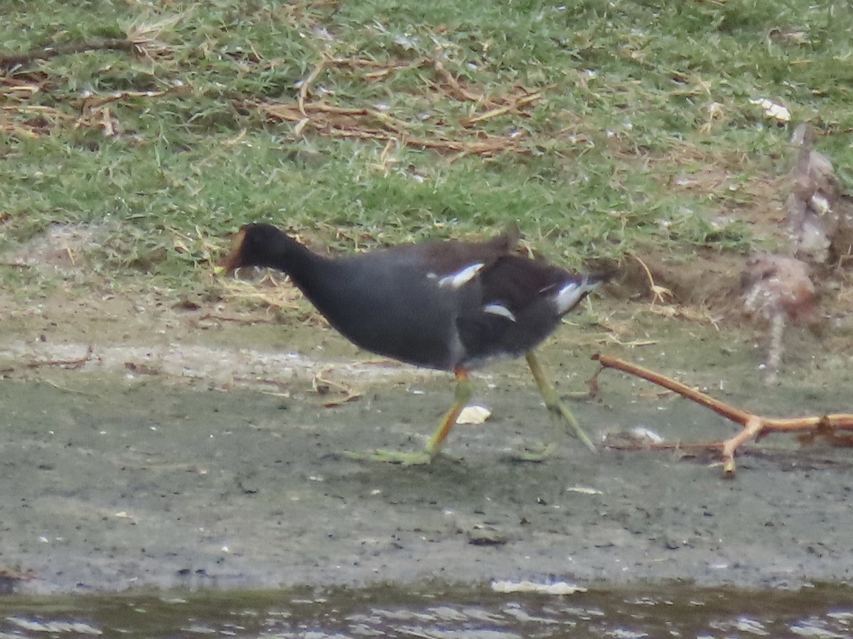 Common Gallinule (American) - ML623927253