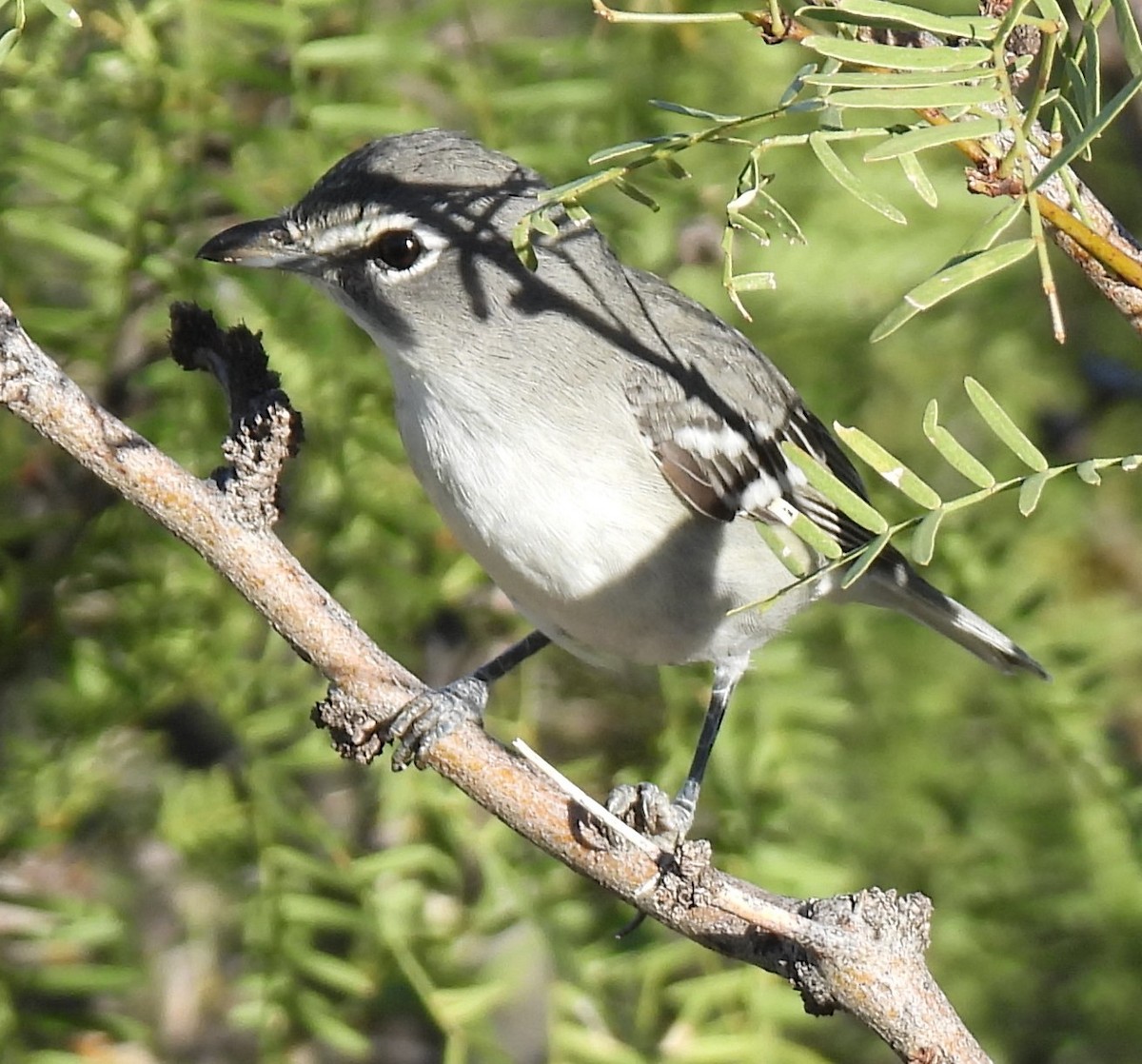 Plumbeous Vireo - ML623927271