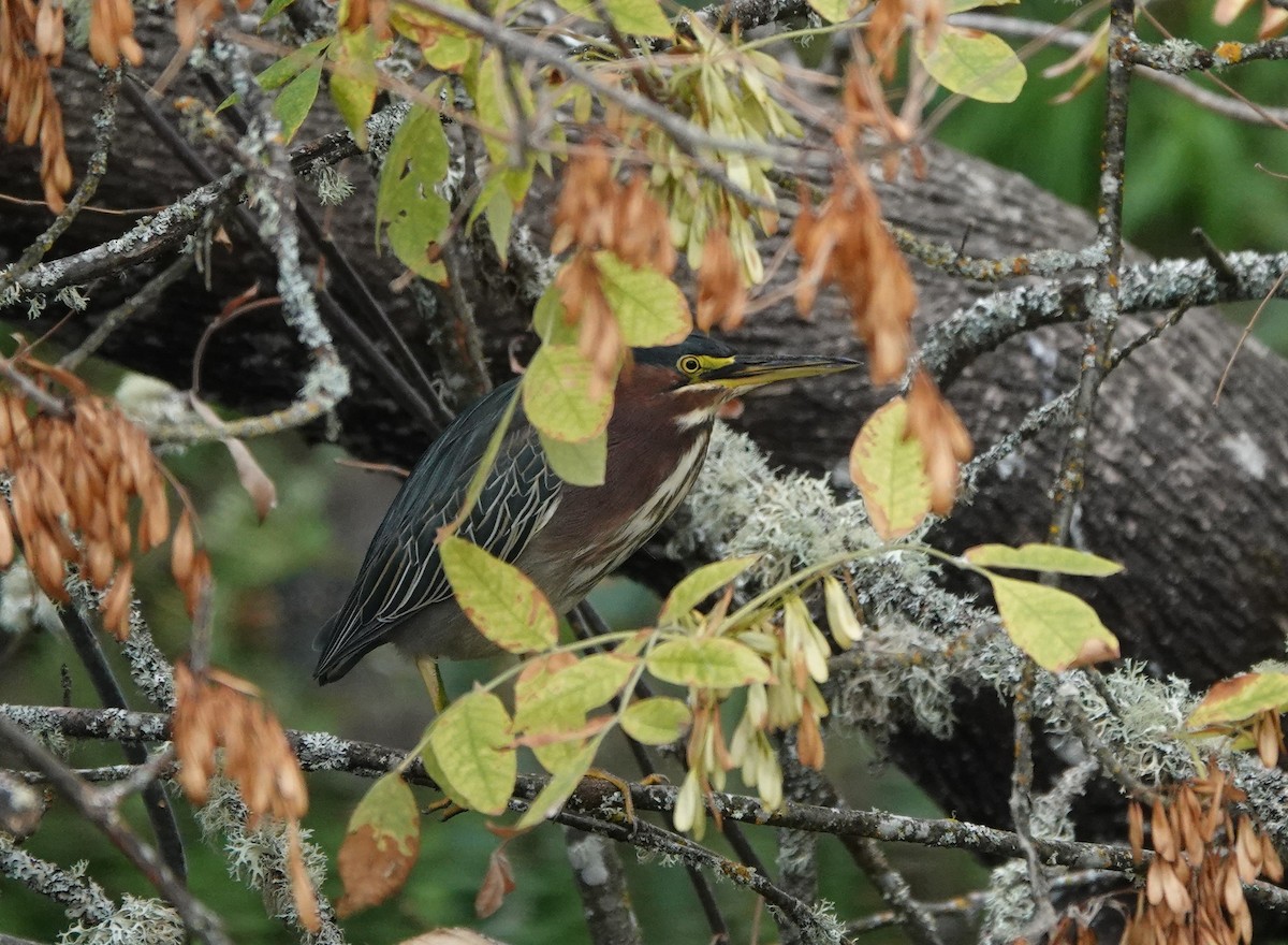 Green Heron - ML623927272