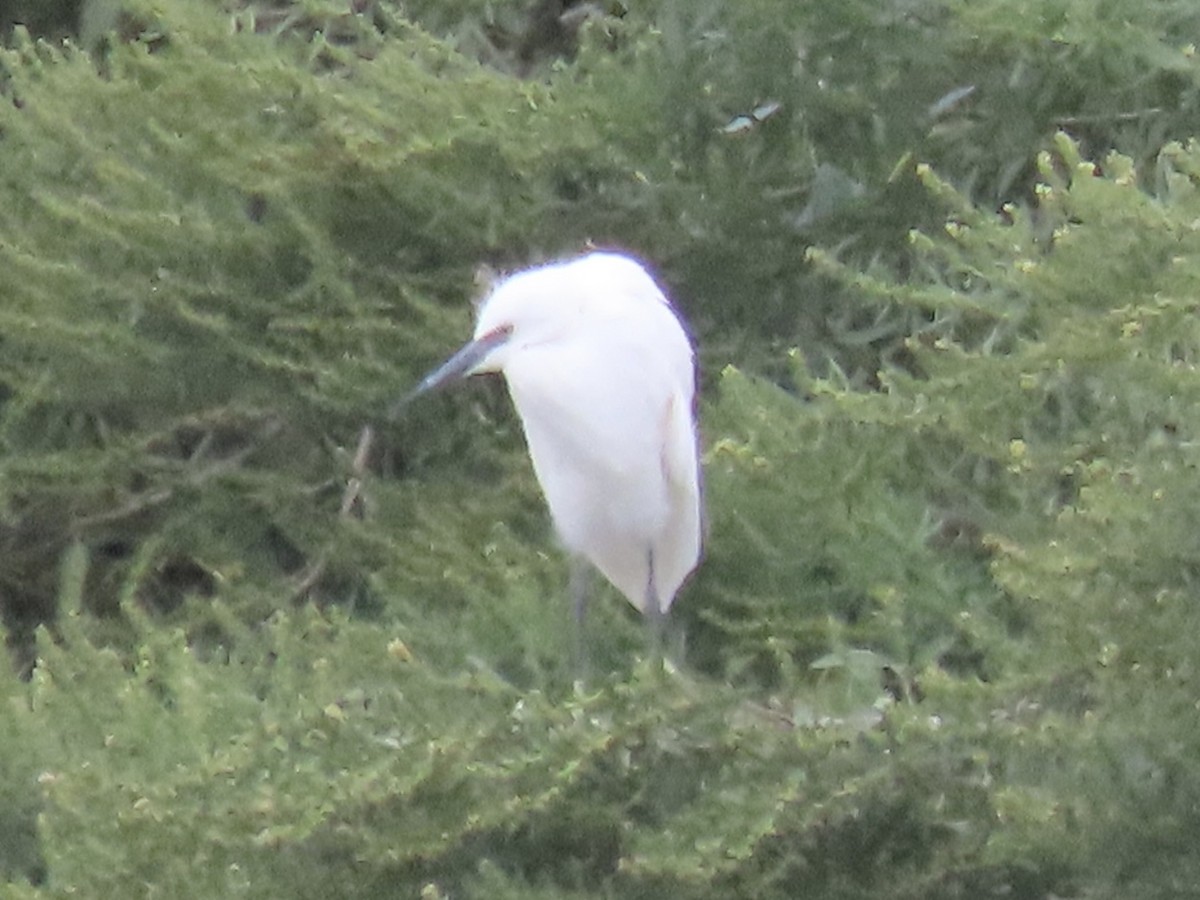 Snowy Egret - ML623927283