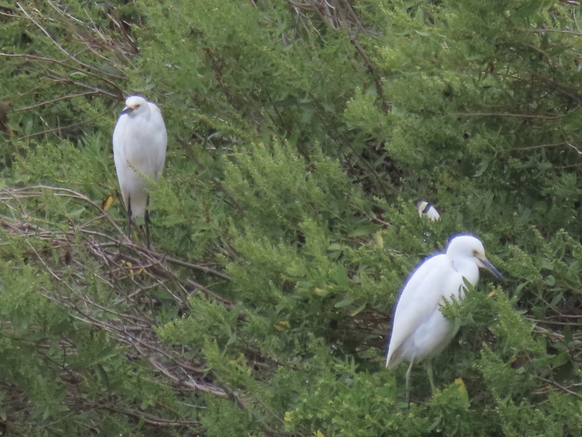 Snowy Egret - ML623927286