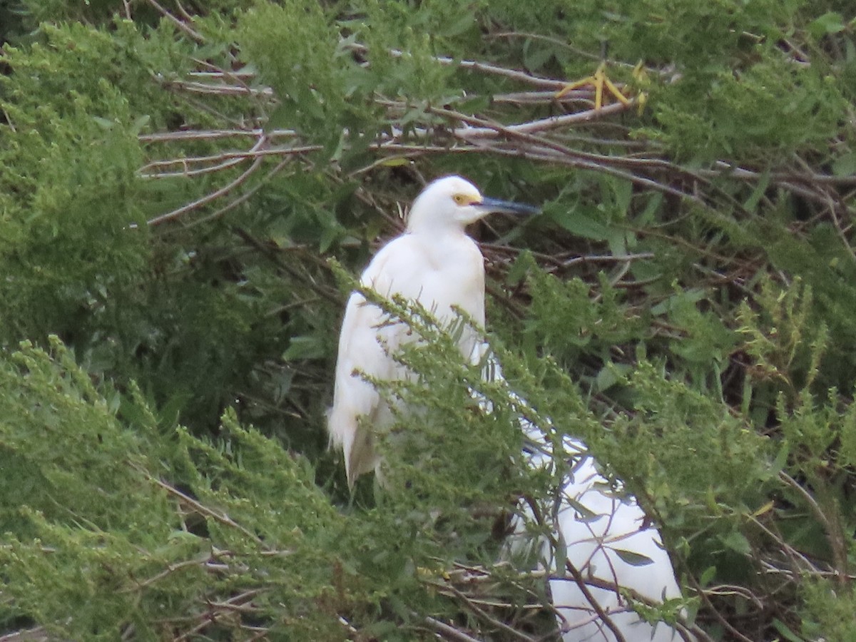 Snowy Egret - Port of Baltimore