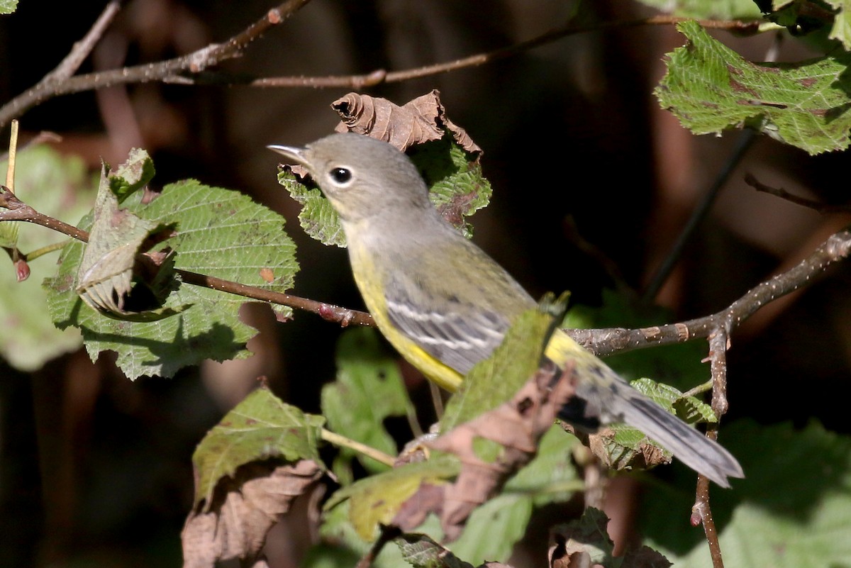 Magnolia Warbler - ML623927292