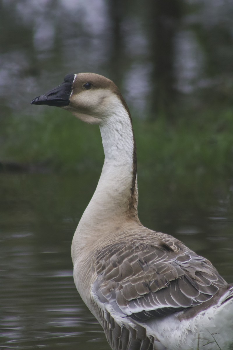 Swan Goose (Domestic type) - ML623927304