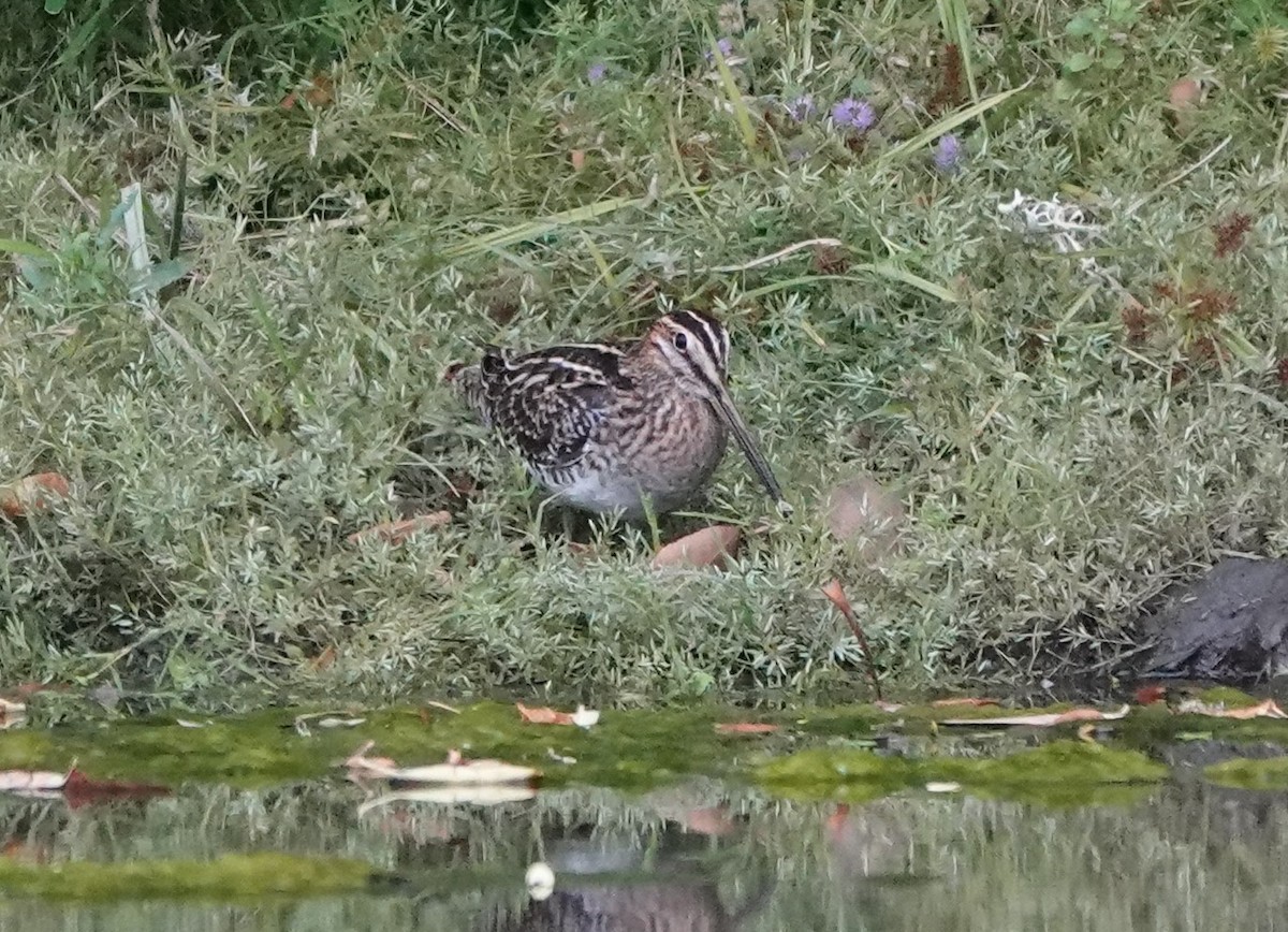 Wilson's Snipe - Matthew Hunter