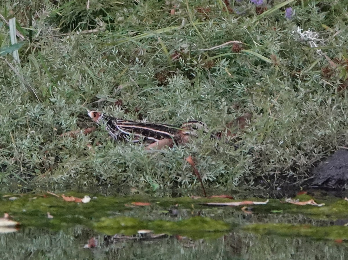 Wilson's Snipe - ML623927315