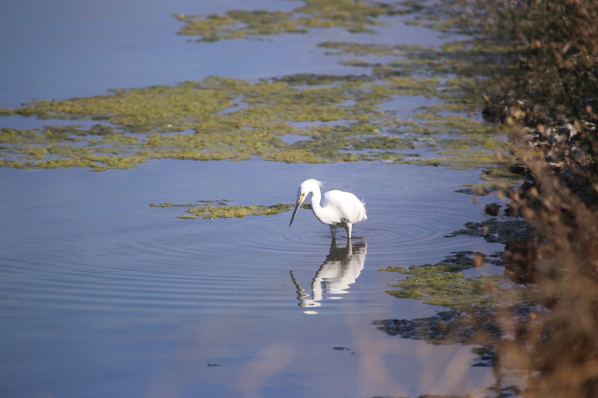 Snowy Egret - ML623927319