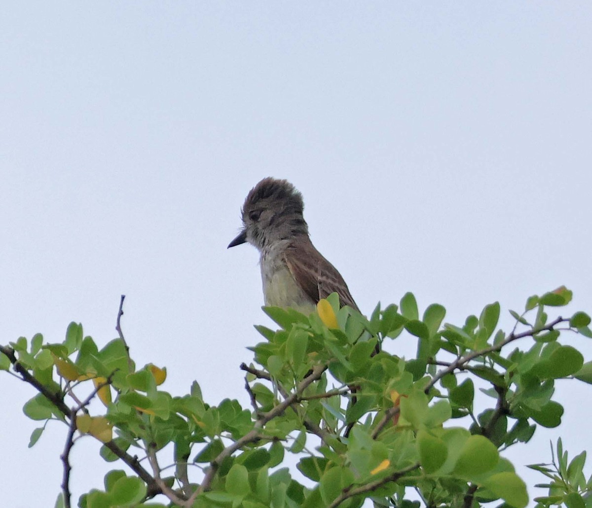 Yucatan Flycatcher - ML623927322