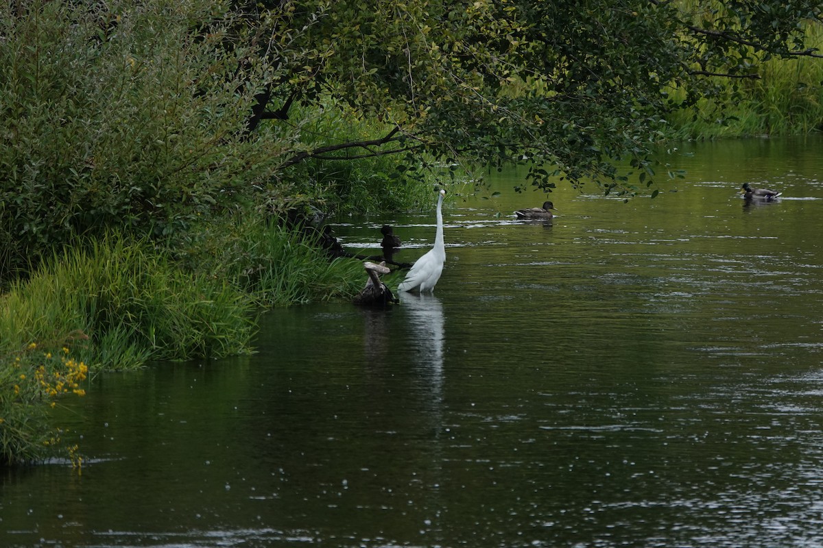 Great Egret - ML623927328