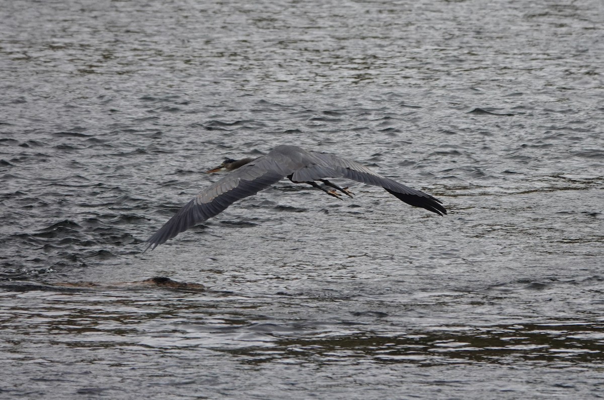 Great Blue Heron - ML623927333