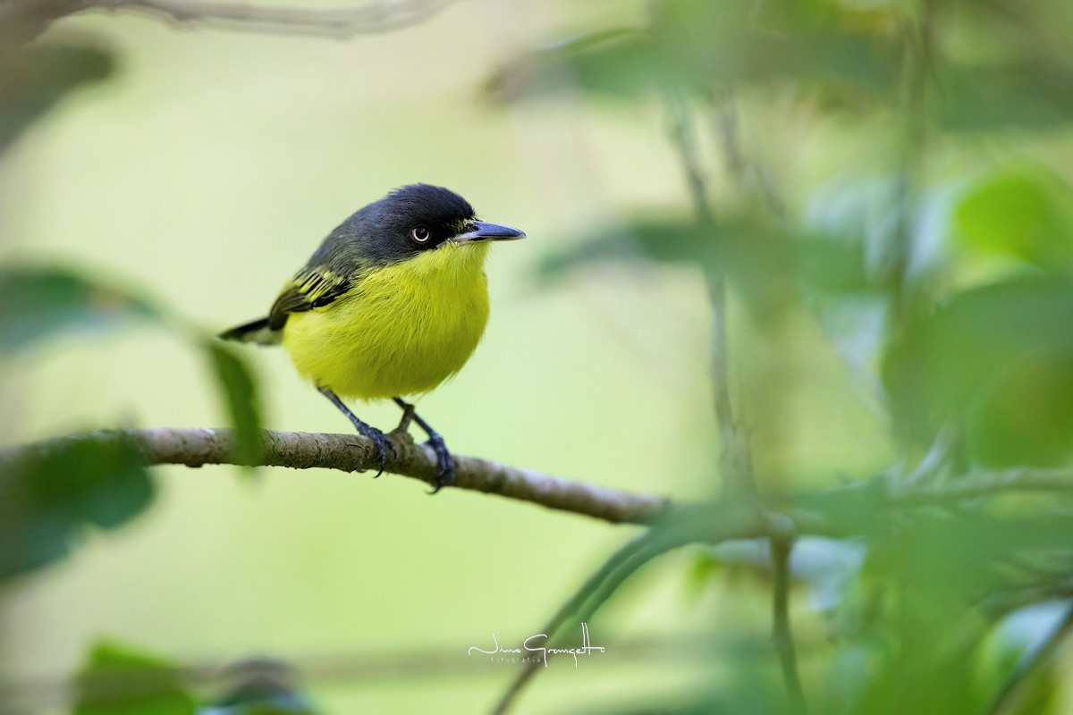 Common Tody-Flycatcher - ML623927341