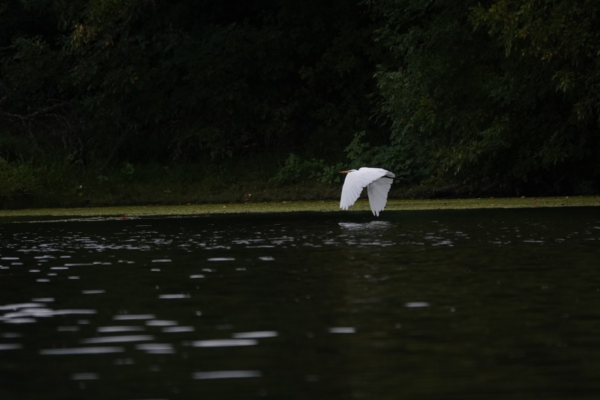 Great Egret - ML623927350