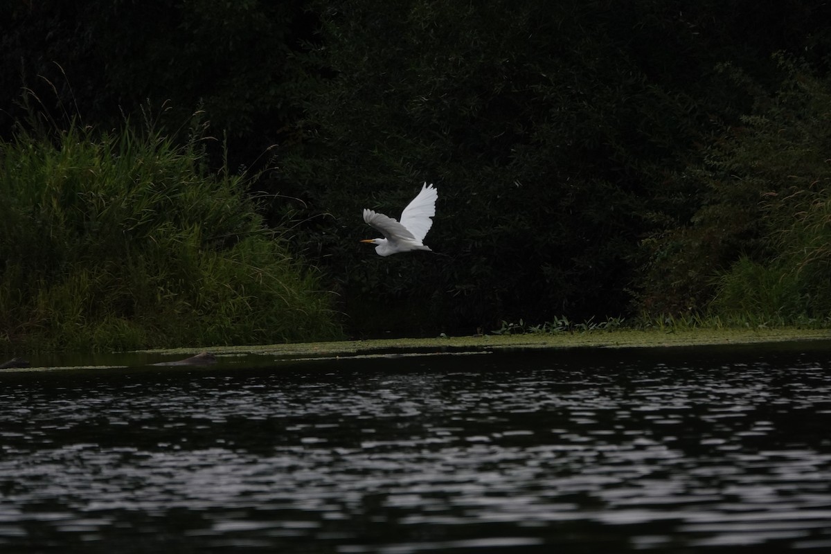 Great Egret - ML623927352