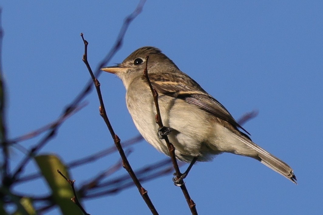 Alder/Willow Flycatcher (Traill's Flycatcher) - ML623927393