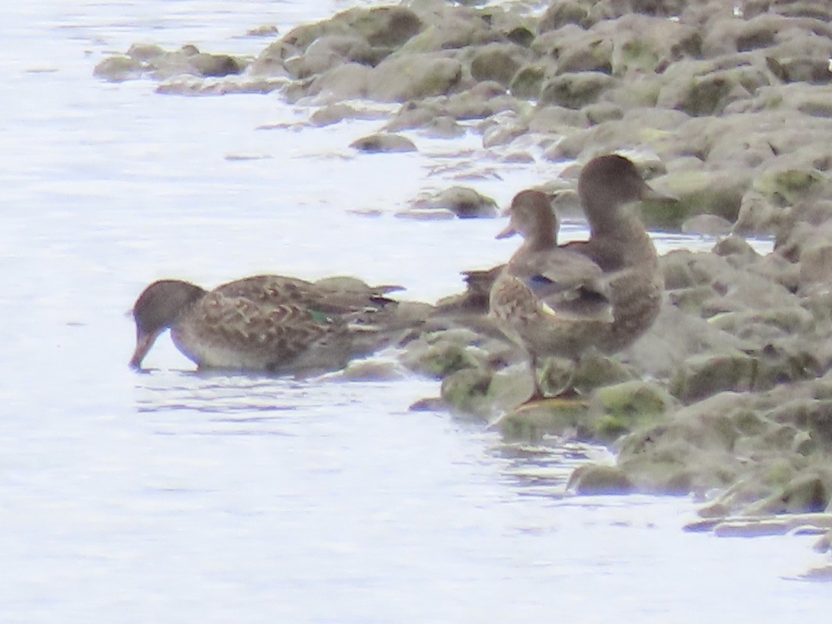 Green-winged Teal (American) - ML623927410