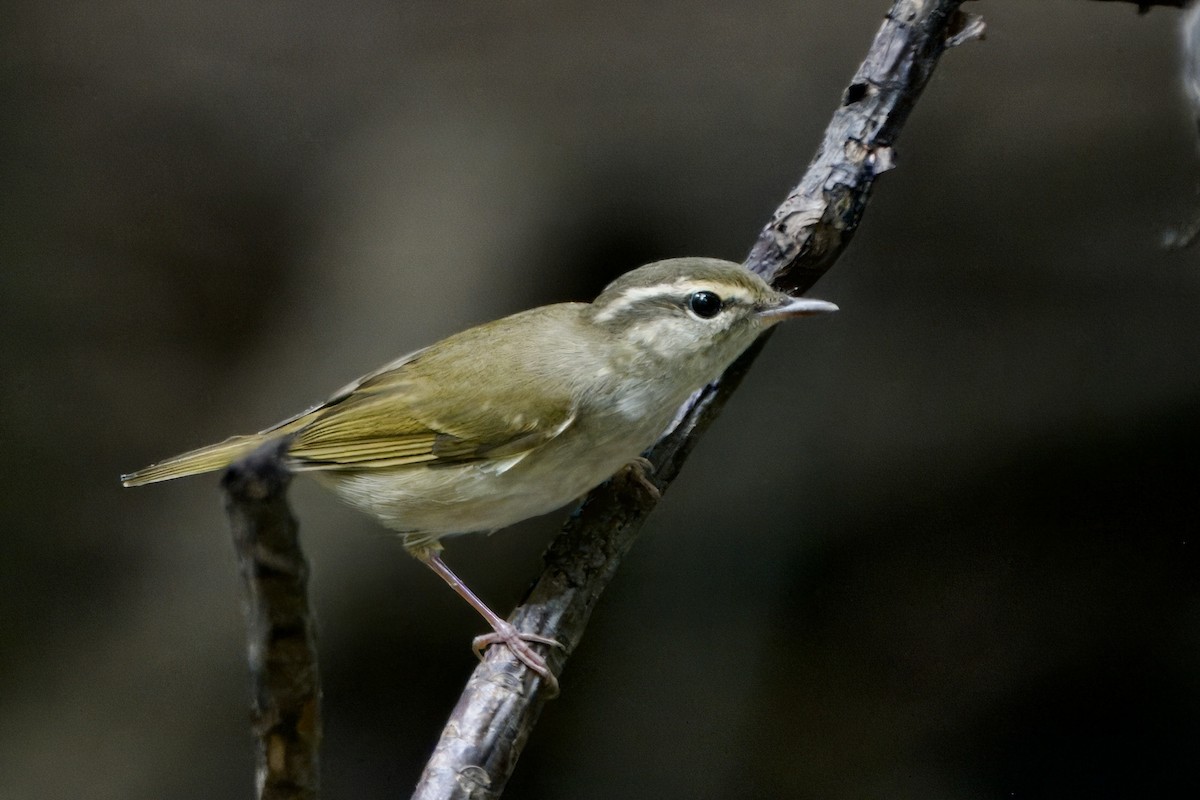 Pale-legged/Sakhalin Leaf Warbler - ML623927442