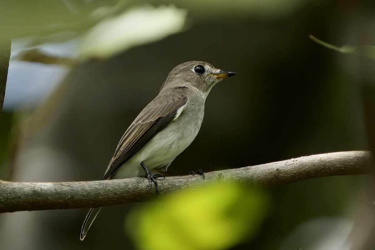 Asian Brown Flycatcher - ML623927449