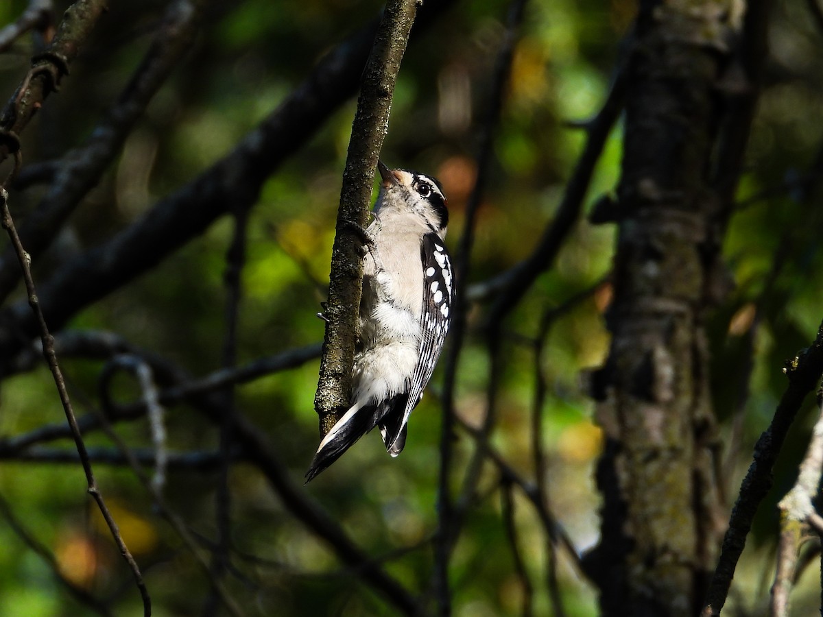 Downy Woodpecker - ML623927454
